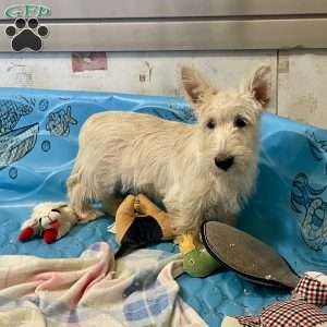 Sheena, Scottish Terrier Puppy