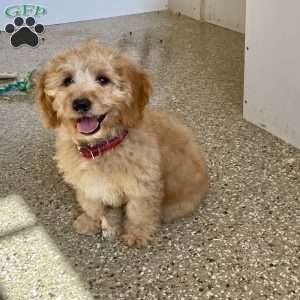 Debbie, Dachshund Mix Puppy