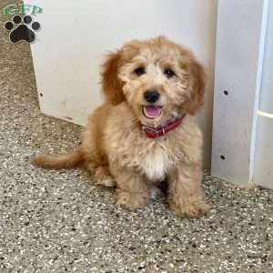 Debbie, Dachshund Mix Puppy