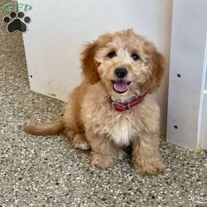 Debbie, Dachshund Mix Puppy