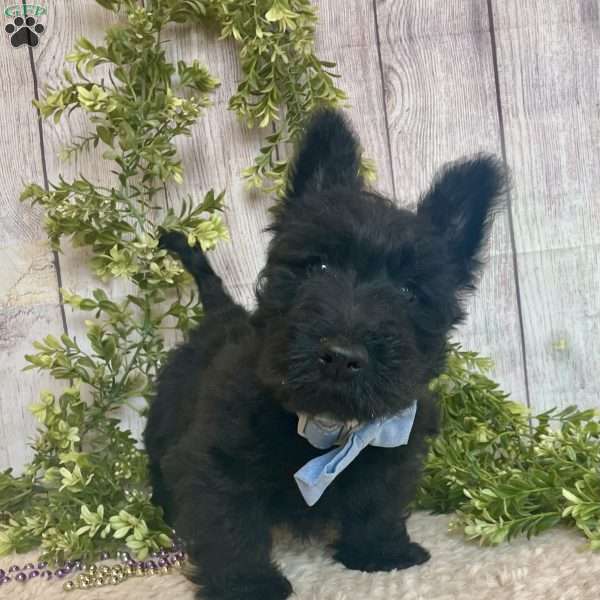 Boris, Scottish Terrier Puppy