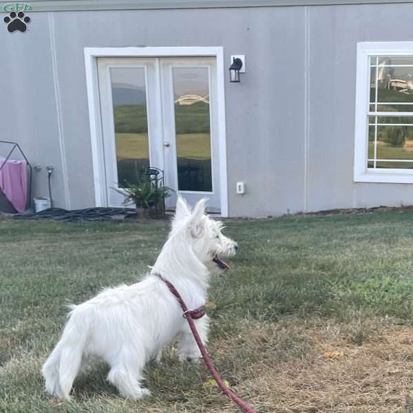 Parker, West Highland Terrier Puppy