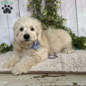 Darrin, Dachshund Mix Puppy