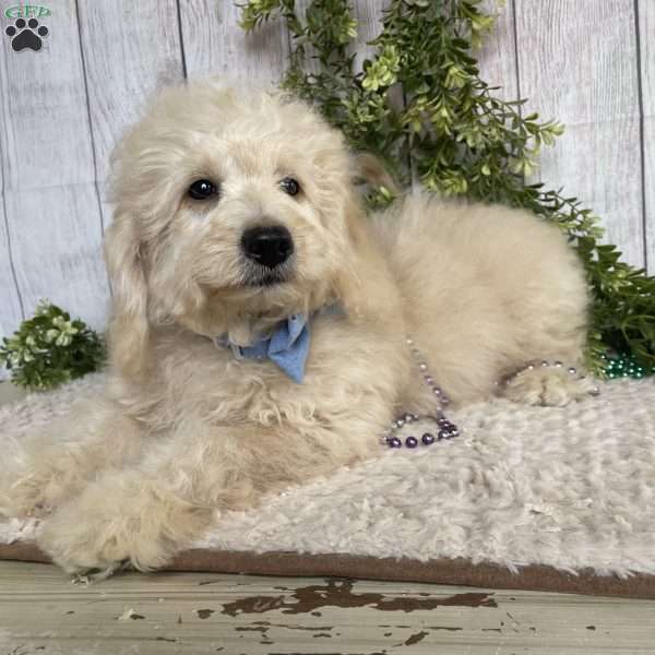 Darrin, Dachshund Mix Puppy