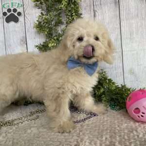 Darrin, Dachshund Mix Puppy
