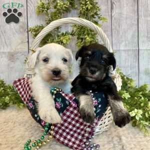 Tucker, Miniature Schnauzer Puppy