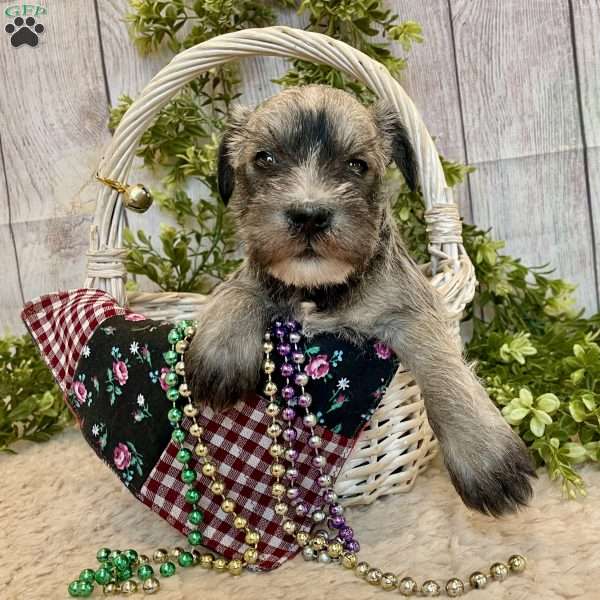 Torrey, Miniature Schnauzer Puppy
