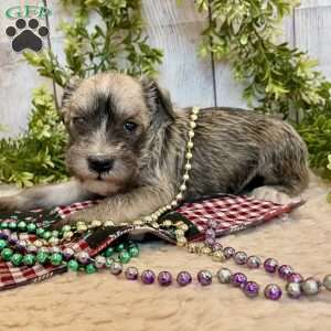 Torrey, Miniature Schnauzer Puppy