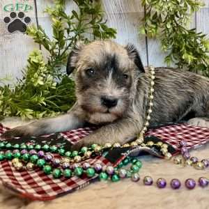 Torrey, Miniature Schnauzer Puppy