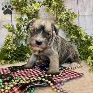 Torrey, Miniature Schnauzer Puppy