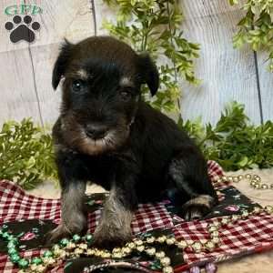 Tucker, Miniature Schnauzer Puppy