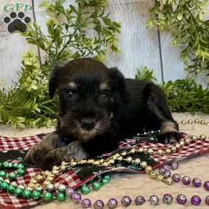 Tucker, Miniature Schnauzer Puppy