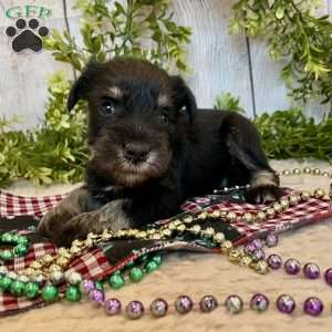 Tucker, Miniature Schnauzer Puppy