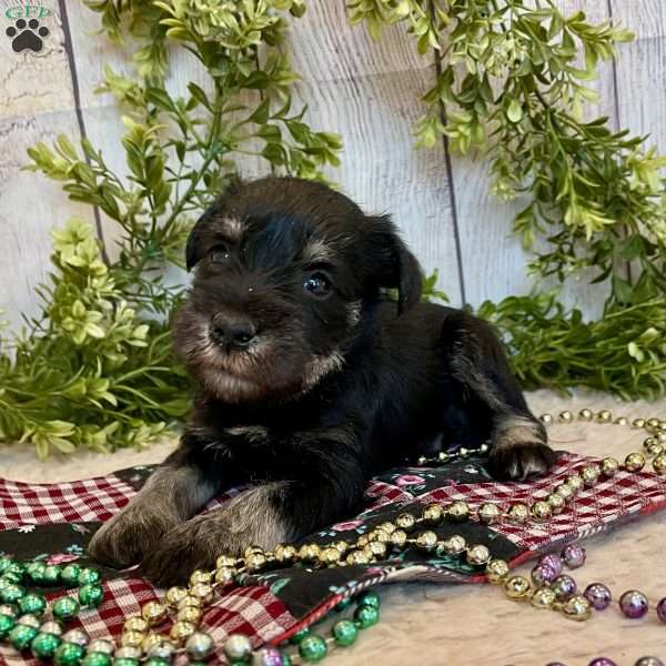 Tucker, Miniature Schnauzer Puppy