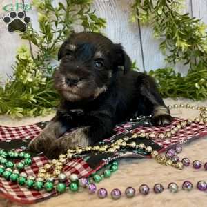 Tucker, Miniature Schnauzer Puppy