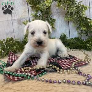 Thomas, Miniature Schnauzer Puppy