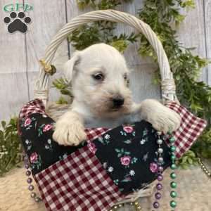 Thomas, Miniature Schnauzer Puppy