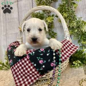Thomas, Miniature Schnauzer Puppy