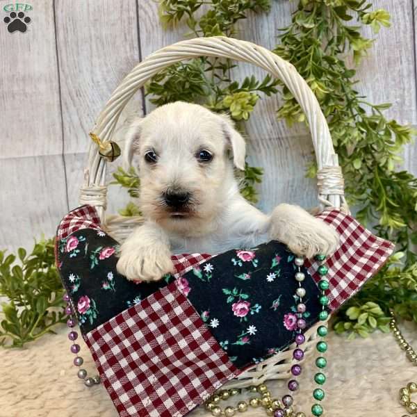 Thomas, Miniature Schnauzer Puppy