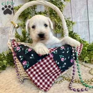 Thomas, Miniature Schnauzer Puppy