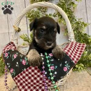 Tucker, Miniature Schnauzer Puppy