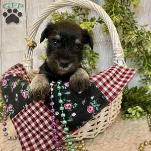 Tucker, Miniature Schnauzer Puppy