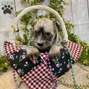 Torrey, Miniature Schnauzer Puppy