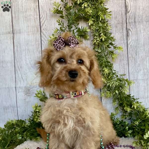 Dena, Dachshund Mix Puppy