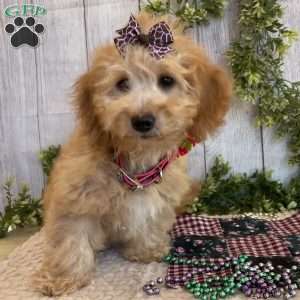 Debbie, Dachshund Mix Puppy