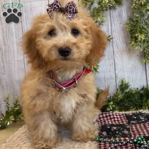 Debbie, Dachshund Mix Puppy