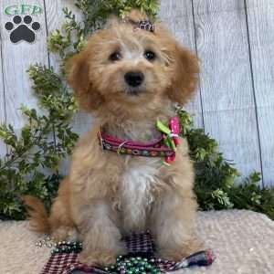 Debbie, Dachshund Mix Puppy