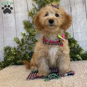 Debbie, Dachshund Mix Puppy