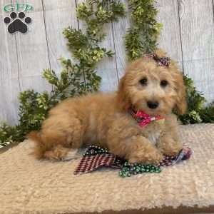 Debbie, Dachshund Mix Puppy