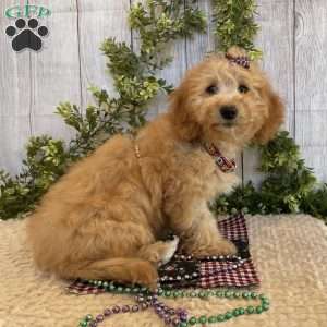 Debbie, Dachshund Mix Puppy
