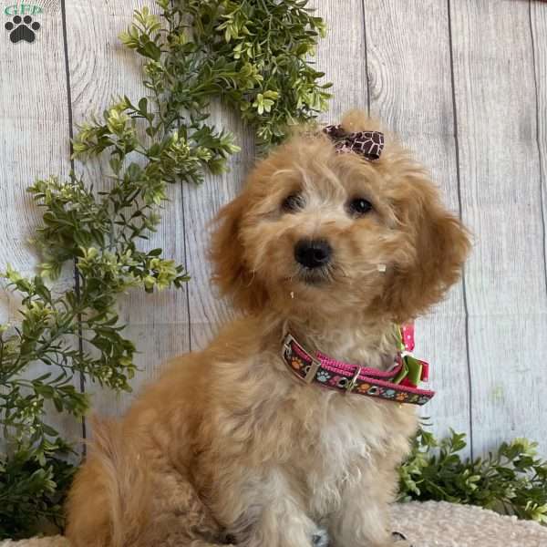 Debbie, Dachshund Mix Puppy