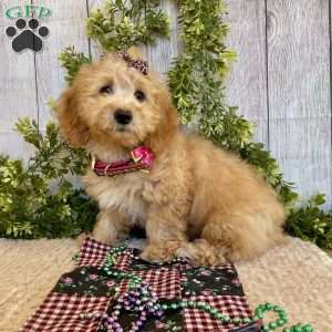 Debbie, Dachshund Mix Puppy