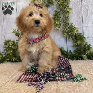 Debbie, Dachshund Mix Puppy