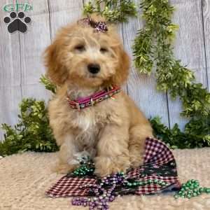 Debbie, Dachshund Mix Puppy