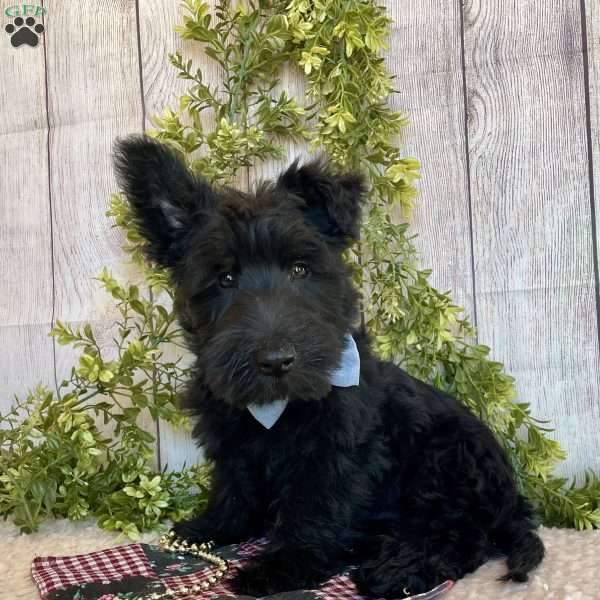 Bernie, Scottish Terrier Puppy