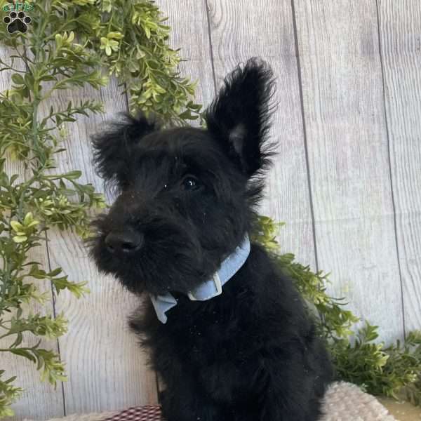 Boone, Scottish Terrier Puppy