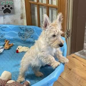 Margie, Scottish Terrier Puppy