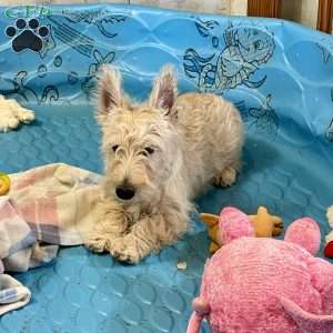 Margie, Scottish Terrier Puppy