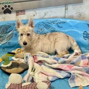 Mason, Scottish Terrier Puppy