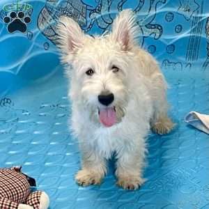 Rubert, Scottish Terrier Puppy