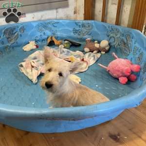 Sheena, Scottish Terrier Puppy