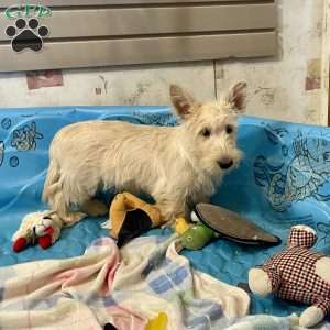 Sheena, Scottish Terrier Puppy