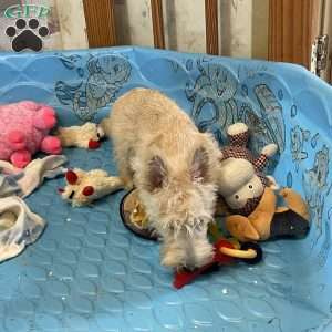 Shelby, Scottish Terrier Puppy