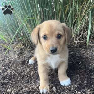 Twinkle, Welsh Corgi Mix Puppy