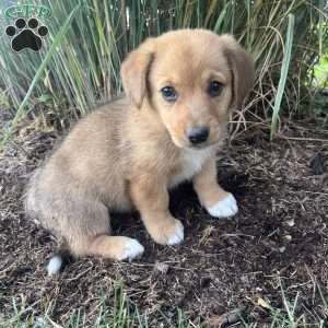 Twinkle, Welsh Corgi Mix Puppy