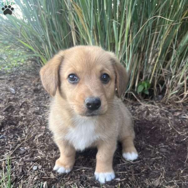 Twinkle, Welsh Corgi Mix Puppy